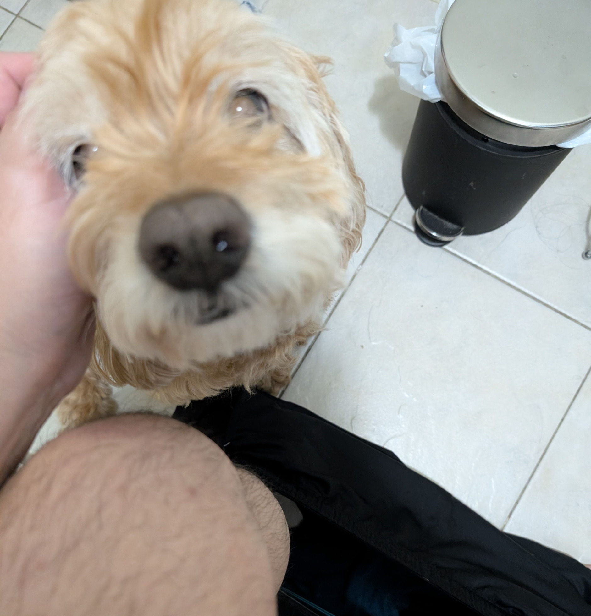 Clingy Dog Blank Meme Template