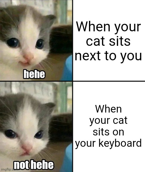 Kankama karişma şekilleri kedi gösterimi | When your cat sits next to you; When your cat sits on your keyboard | image tagged in cute cat hehe and not hehe | made w/ Imgflip meme maker