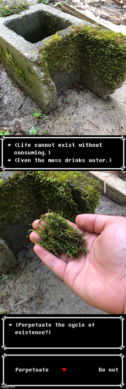 I was actually thinking about consuming it, but there's a chance of it being poisonous, so I didn't. This is just for the funni | image tagged in moss,consume,deltarune,proceed | made w/ Imgflip meme maker