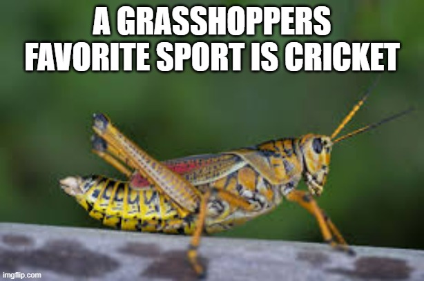 A grasshoppers favorite sport is cricket.......of course. | A GRASSHOPPERS FAVORITE SPORT IS CRICKET | image tagged in cricket,sports,funny,favorite,humor | made w/ Imgflip meme maker