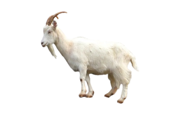 Goat scaling a wall (Transparent) Blank Meme Template
