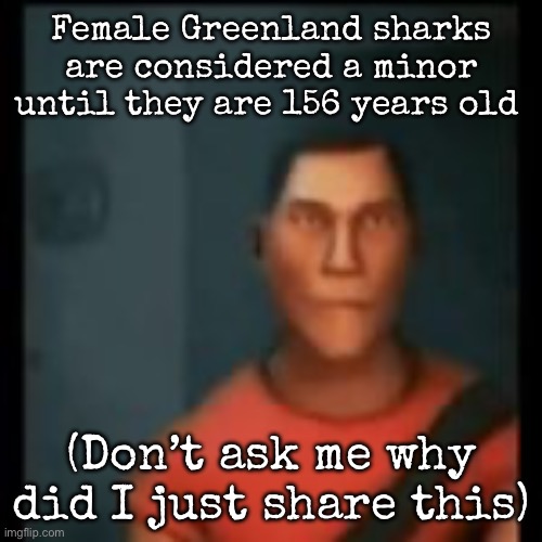 Disappointed Scout | Female Greenland sharks are considered a minor until they are 156 years old; (Don’t ask me why did I just share this) | image tagged in disappointed scout,msmg | made w/ Imgflip meme maker