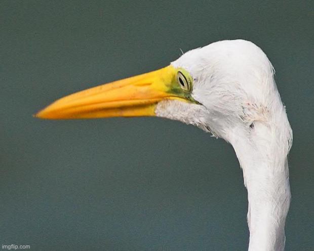 Regret Egret | image tagged in regret egret | made w/ Imgflip meme maker