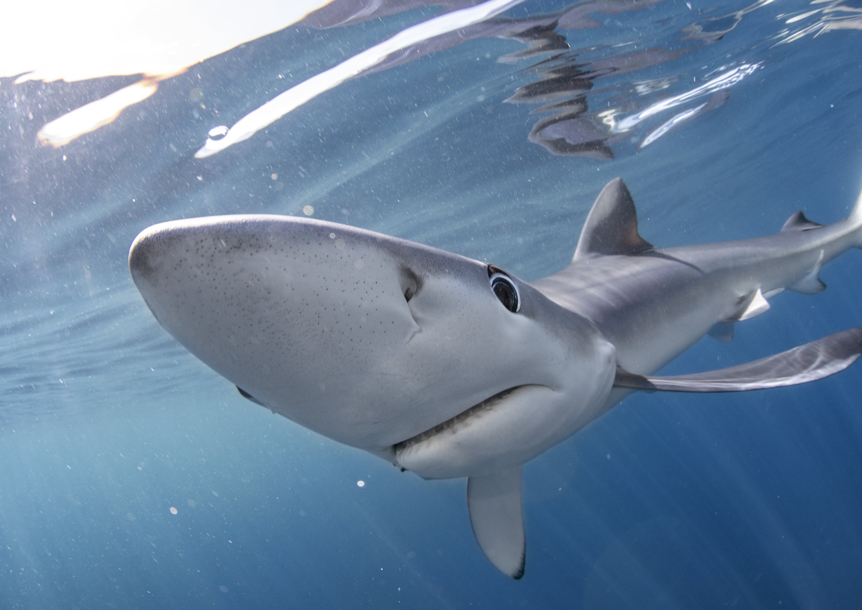 blue shark Blank Meme Template