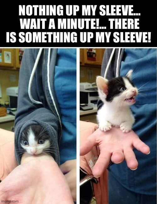 He just appeared out of thin air… | NOTHING UP MY SLEEVE… WAIT A MINUTE!… THERE IS SOMETHING UP MY SLEEVE! | image tagged in cats,nothing up my sleeve,surprise | made w/ Imgflip meme maker
