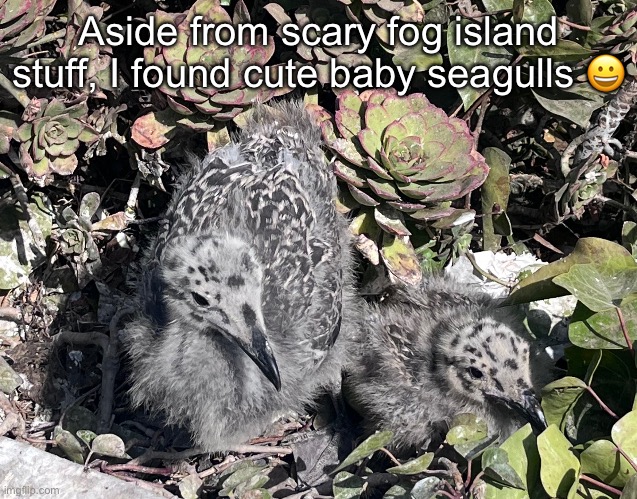 Aside from scary fog island stuff, I found cute baby seagulls 😀 | made w/ Imgflip meme maker