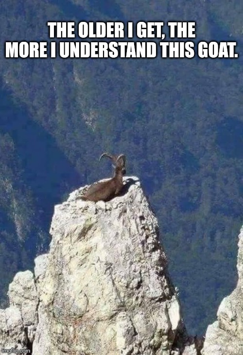 Stay chill, goat.  Stay chill. | THE OLDER I GET, THE MORE I UNDERSTAND THIS GOAT. | image tagged in goat,over,everybody,everything,staying,chill | made w/ Imgflip meme maker
