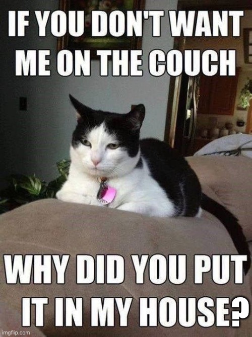 My apologies, master… | ? | image tagged in cats,couch,my house | made w/ Imgflip meme maker