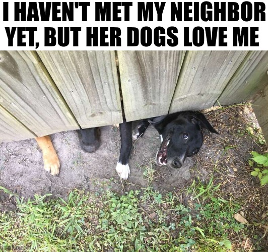 I Haven't Met My Neighbor Yet But Her Dogs Love Me | I HAVEN'T MET MY NEIGHBOR YET, BUT HER DOGS LOVE ME | image tagged in chrisjoines1 | made w/ Imgflip meme maker