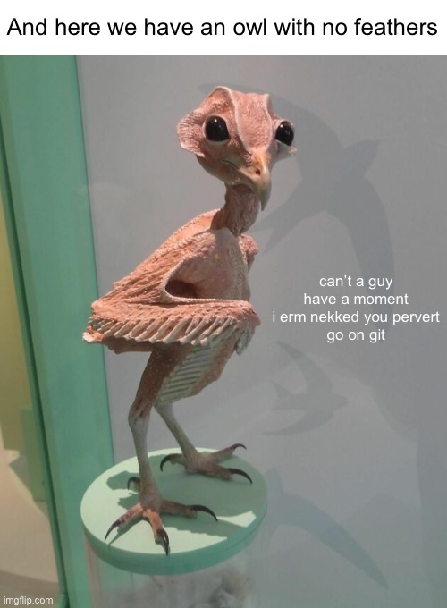 Whoo-whooo does that??? | And here we have an owl with no feathers; can’t a guy have a moment
i erm nekked you pervert
go on git | image tagged in funny memes,owls,feathers | made w/ Imgflip meme maker