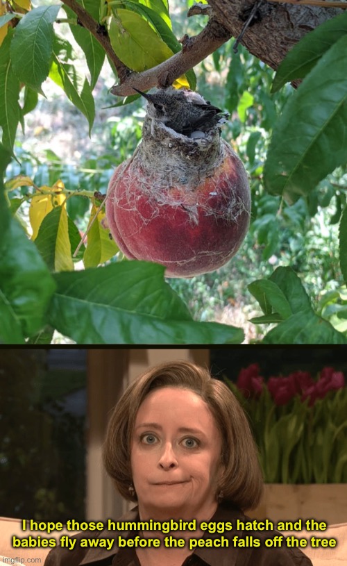 How Cute! A hummingbird built a nest on top of a peach. | I hope those hummingbird eggs hatch and the babies fly away before the peach falls off the tree | image tagged in funny memes,debbie downer | made w/ Imgflip meme maker