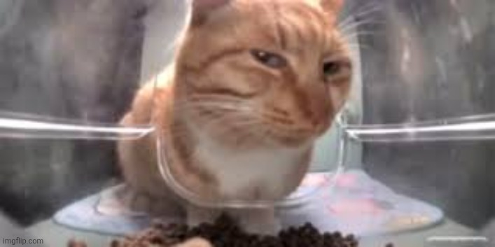 cat sideeye | image tagged in cat sideeye | made w/ Imgflip meme maker