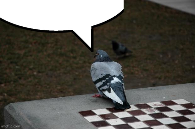 Pigeon Shitting on Chess Board | image tagged in pigeon shitting on chess board | made w/ Imgflip meme maker