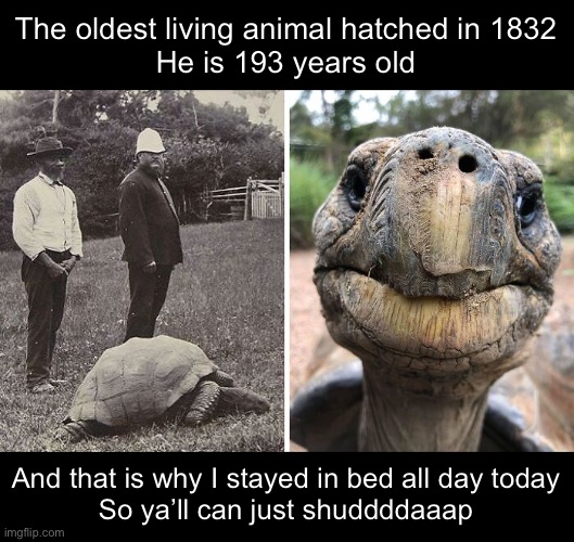 In my defense… | The oldest living animal hatched in 1832
He is 193 years old; And that is why I stayed in bed all day today
So ya’ll can just shuddddaaap | image tagged in funny memes,lazy | made w/ Imgflip meme maker