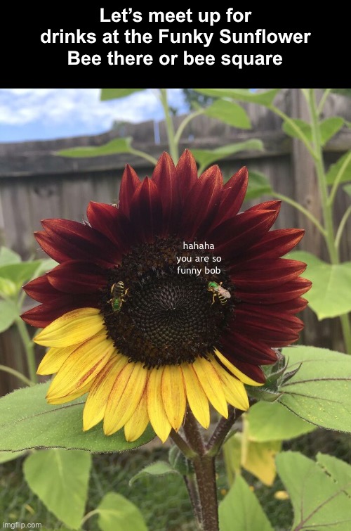 That’s how bees do it. | Let’s meet up for drinks at the Funky Sunflower; Bee there or bee square; hahaha you are so funny bob | image tagged in funny memes,eyeroll,bees | made w/ Imgflip meme maker