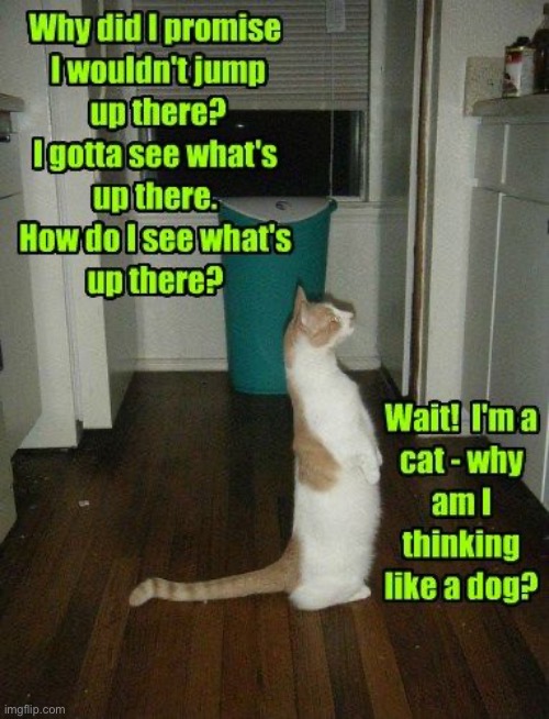 Wait I'm A Cat | image tagged in cats,funny cat memes,wait what,mischief,temporary insanity,rebellion | made w/ Imgflip meme maker