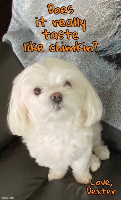 Does it really taste like chimkin? Love, Dexter | made w/ Imgflip meme maker
