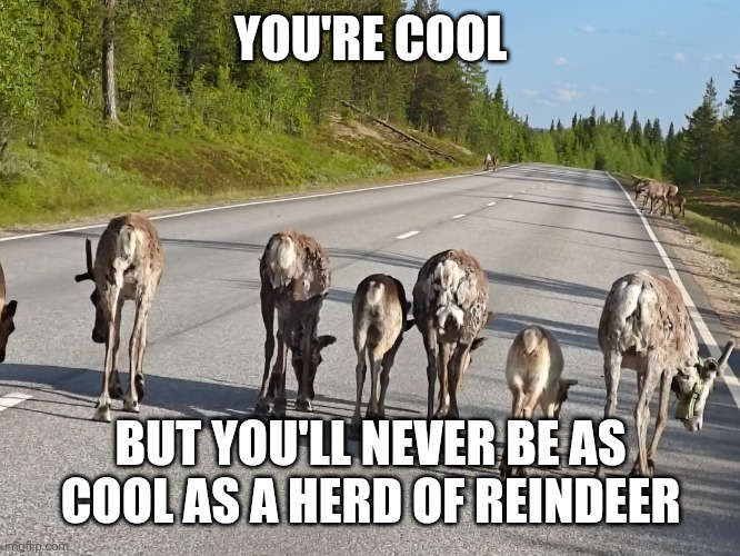 Cool reindeer | YOU'RE COOL; BUT YOU'LL NEVER BE AS COOL AS A HERD OF REINDEER | image tagged in reindeer | made w/ Imgflip meme maker