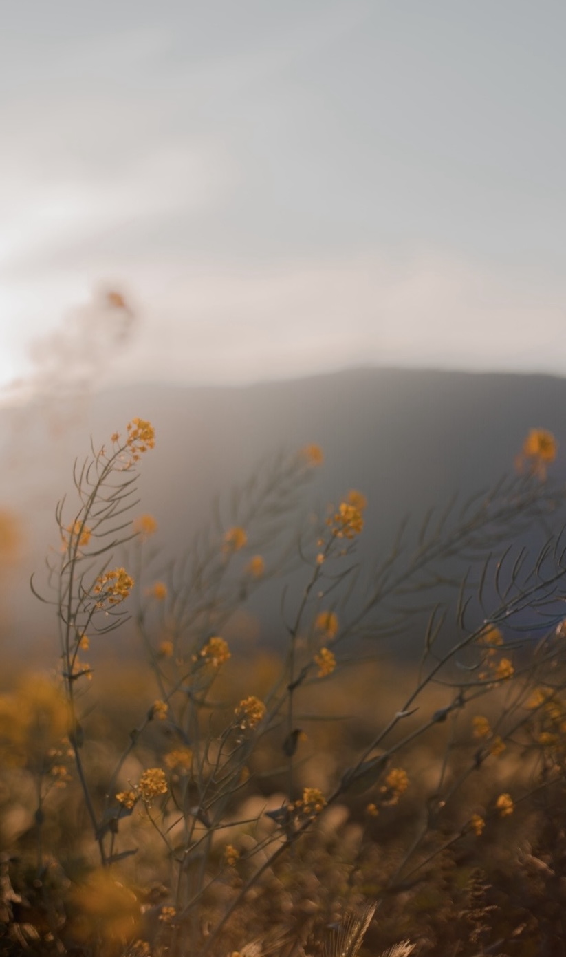 Mountain Flowers Blank Meme Template