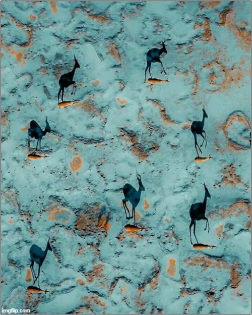 Gazelles And Their Shadows In The Namib Desert | image tagged in gazelle,shadows,namib desert | made w/ Imgflip meme maker