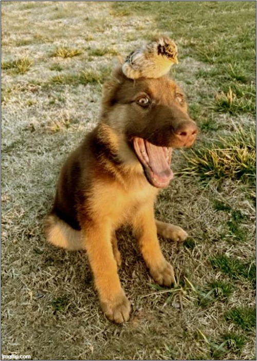 Just Having A Laugh With A Friend ! | image tagged in dogs,kookaburra,laugh | made w/ Imgflip meme maker