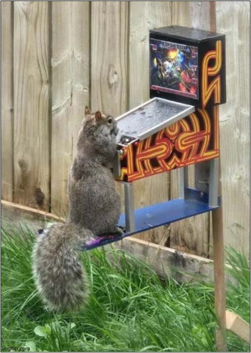 I Like To Put Things In The Garden To Encourage The Wildlife | image tagged in squirrel,encouragement,garden,pinball machine | made w/ Imgflip meme maker