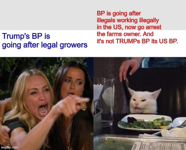 Sure, is a B*tch when cats are more honest than LIB women. Anyone want to bet it's a CARTEL owned farm? | BP is going after illegals working illegally in the US, now go arrest the farms owner. And it's not TRUMPs BP its US BP. Trump's BP is going after legal growers | image tagged in memes,woman yelling at cat | made w/ Imgflip meme maker