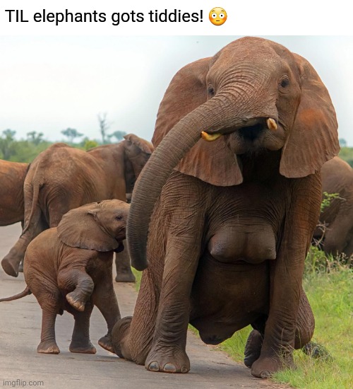 No, it's not AI | TIL elephants gots tiddies! 😳 | image tagged in memes,fun,elephants | made w/ Imgflip meme maker