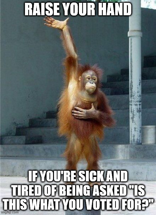 Sick and Tired | RAISE YOUR HAND; IF YOU'RE SICK AND TIRED OF BEING ASKED "IS THIS WHAT YOU VOTED FOR?" | image tagged in monkey raising hand,is this what you voted for,trump,conservative | made w/ Imgflip meme maker