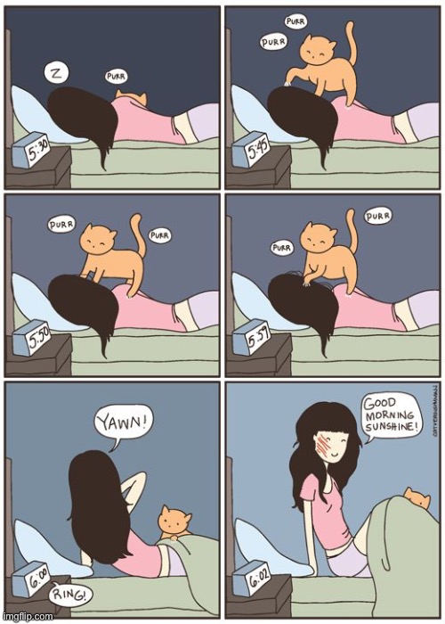 A little kitty affection… | image tagged in cats,comics,wake up,scratches | made w/ Imgflip meme maker