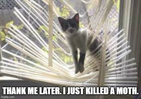 My cat just killed a moth and is looking for a thank you. | THANK ME LATER. I JUST KILLED A MOTH. | image tagged in cats,funny,kittens,humor,play on words | made w/ Imgflip meme maker