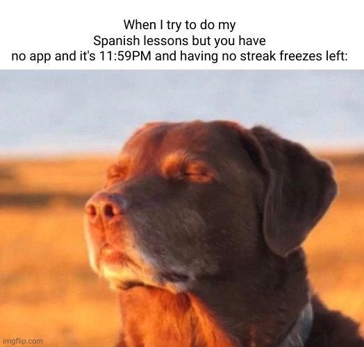 Ah yes Duo is gonna come my house | When I try to do my Spanish lessons but you have no app and it's 11:59PM and having no streak freezes left: | image tagged in dog accepting fate | made w/ Imgflip meme maker