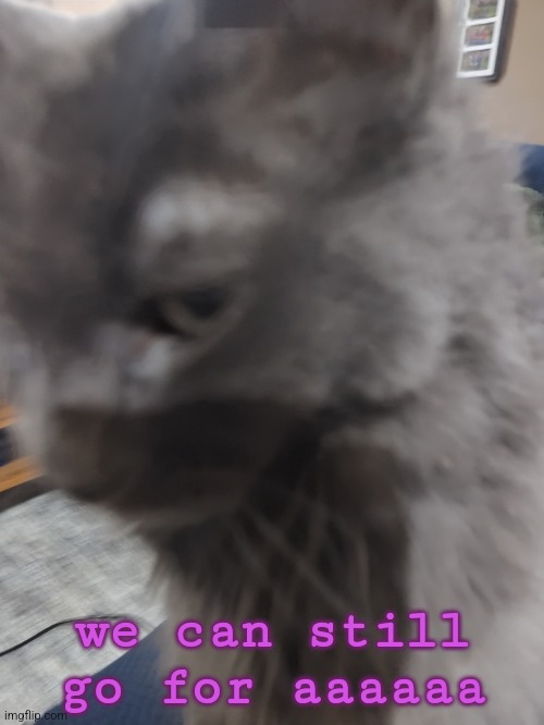 32's Cat | we can still go for aaaaaa | image tagged in 32's cat | made w/ Imgflip meme maker