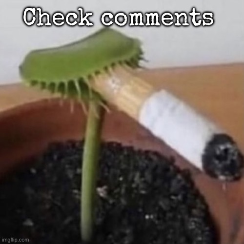 plant weeds | Check comments | image tagged in plant weeds,msmg | made w/ Imgflip meme maker