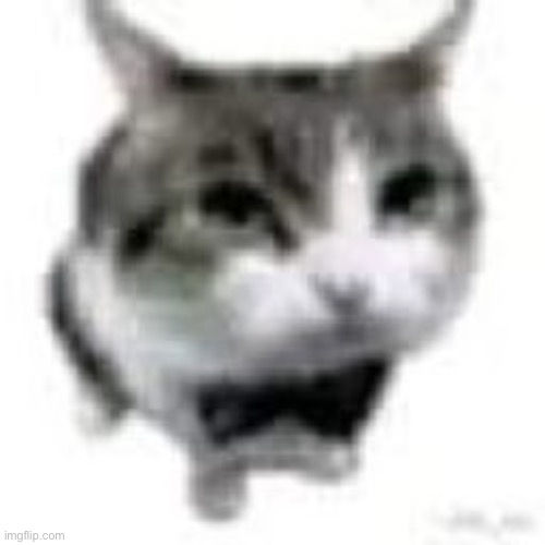 Cat | made w/ Imgflip meme maker