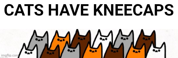 X's 13 cats | CATS HAVE KNEECAPS | image tagged in x's 13 cats | made w/ Imgflip meme maker