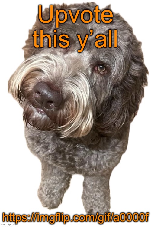 Norther's dog | Upvote this y’all; https://imgflip.com/gif/a0000f | image tagged in norther's dog | made w/ Imgflip meme maker