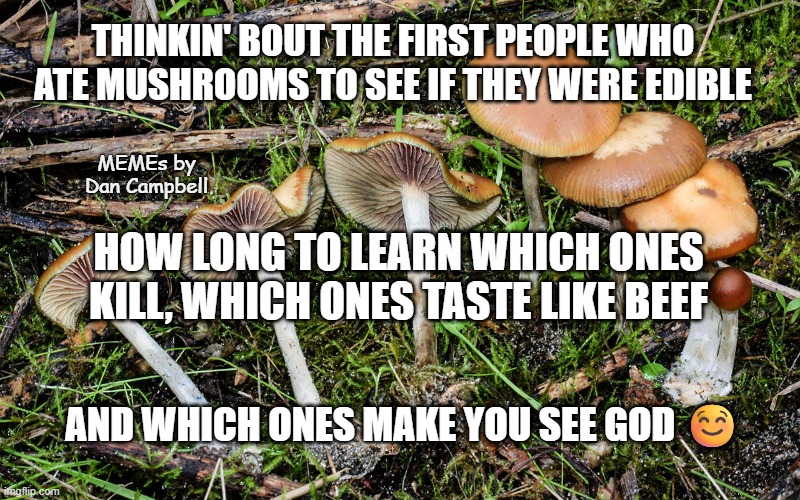 magic mushrooms | THINKIN' BOUT THE FIRST PEOPLE WHO ATE MUSHROOMS TO SEE IF THEY WERE EDIBLE; MEMEs by Dan Campbell; HOW LONG TO LEARN WHICH ONES KILL, WHICH ONES TASTE LIKE BEEF; AND WHICH ONES MAKE YOU SEE GOD ☺️ | image tagged in magic mushrooms | made w/ Imgflip meme maker