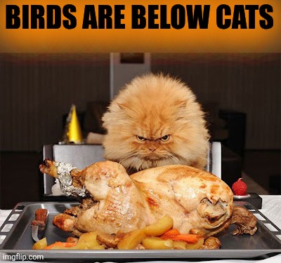 Cat looking at chicken | BIRDS ARE BELOW CATS | image tagged in cat looking at chicken | made w/ Imgflip meme maker