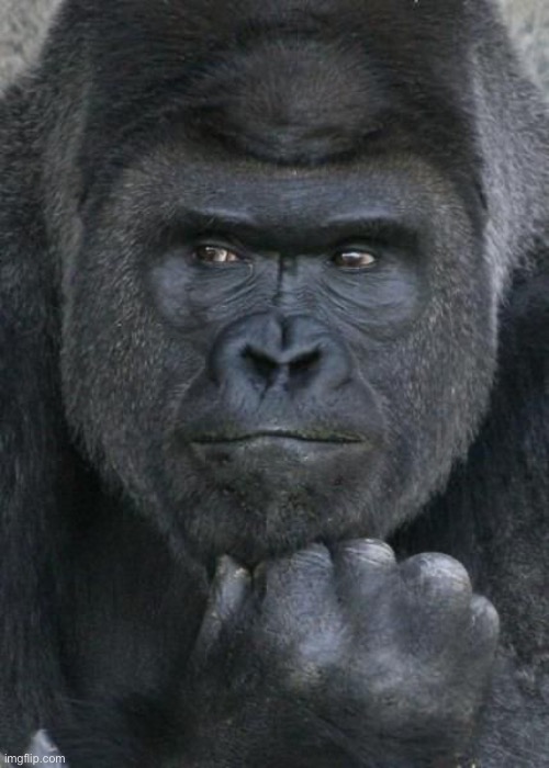 Handsome Gorilla | image tagged in handsome gorilla | made w/ Imgflip meme maker
