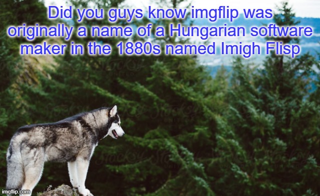 Husky | Did you guys know imgflip was originally a name of a Hungarian software maker in the 1880s named Imigh Flisp | image tagged in husky | made w/ Imgflip meme maker
