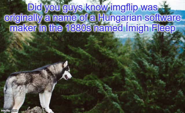Husky | Did you guys know imgflip was originally a name of a Hungarian software maker in the 1880s named Ímigh Fleep | image tagged in husky | made w/ Imgflip meme maker