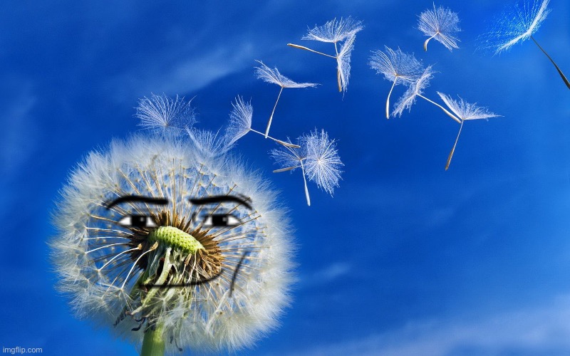 dandelion | image tagged in dandelion | made w/ Imgflip meme maker