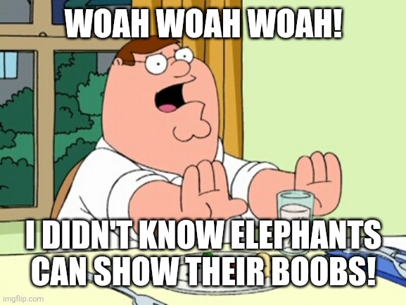 Peter Griffin WOAH | WOAH WOAH WOAH! I DIDN'T KNOW ELEPHANTS CAN SHOW THEIR BOOBS! | image tagged in peter griffin woah | made w/ Imgflip meme maker