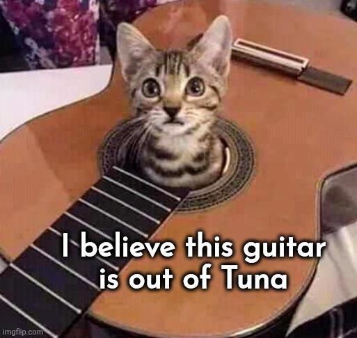 There's your problem , right there | I believe this guitar
is out of Tuna | image tagged in cat food,well yes but actually no,no strings attached,hangry | made w/ Imgflip meme maker