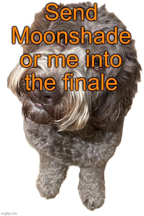 Norther's dog | Send Moonshade or me into the finale | image tagged in norther's dog,voting game s11 | made w/ Imgflip meme maker