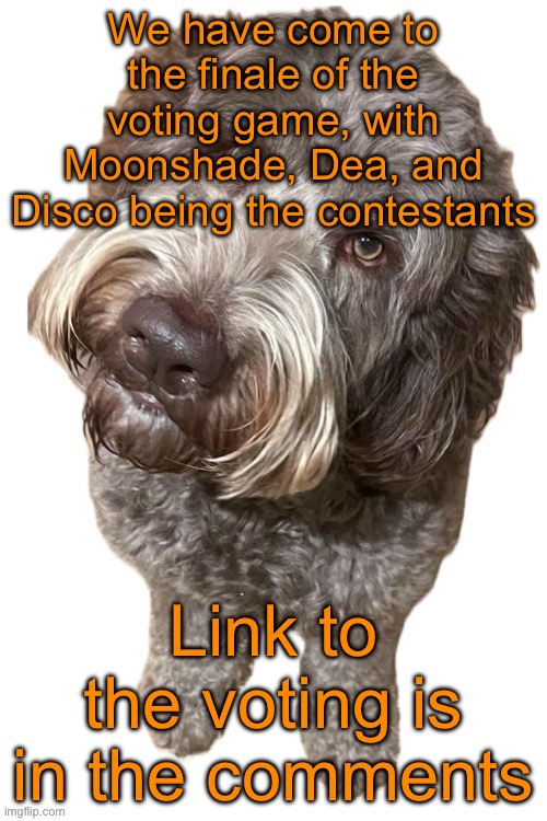 Changed my mind, voting will be in the comments | We have come to the finale of the voting game, with Moonshade, Dea, and Disco being the contestants; Link to the voting is in the comments | image tagged in norther's dog | made w/ Imgflip meme maker