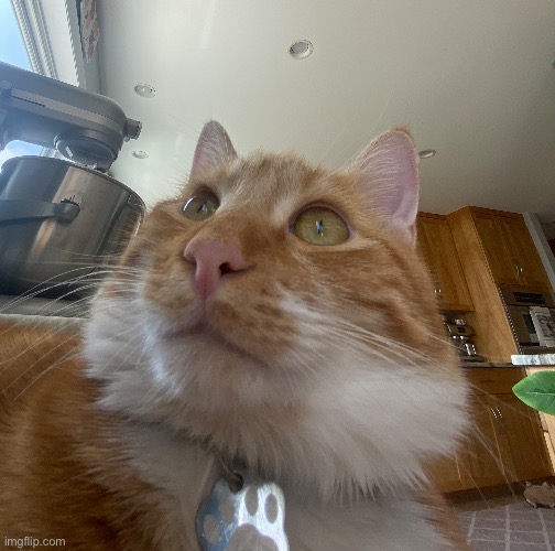 my cat | made w/ Imgflip meme maker