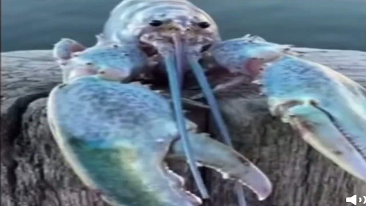 Deadass Lobster Blank Meme Template