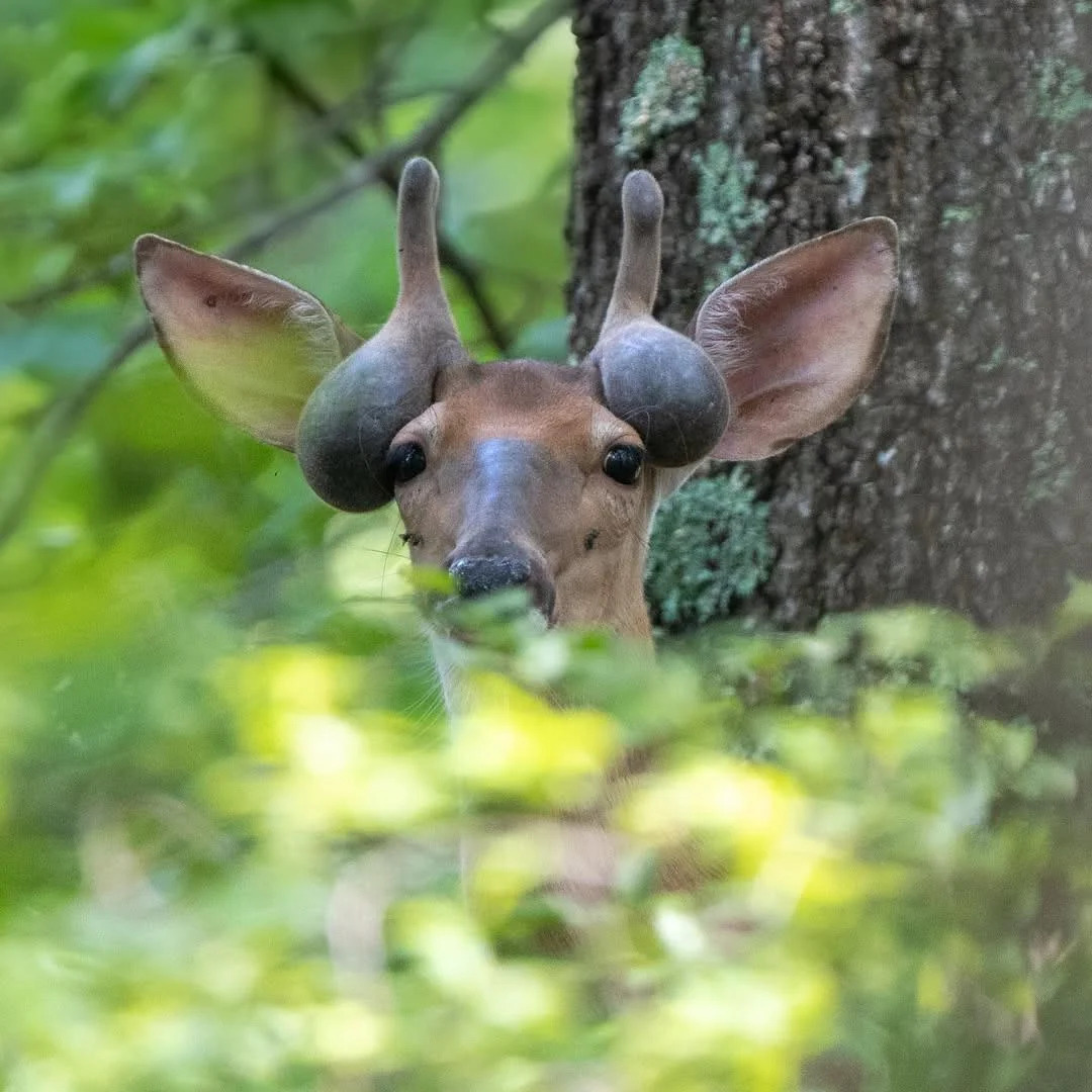 Deer Balls Blank Meme Template